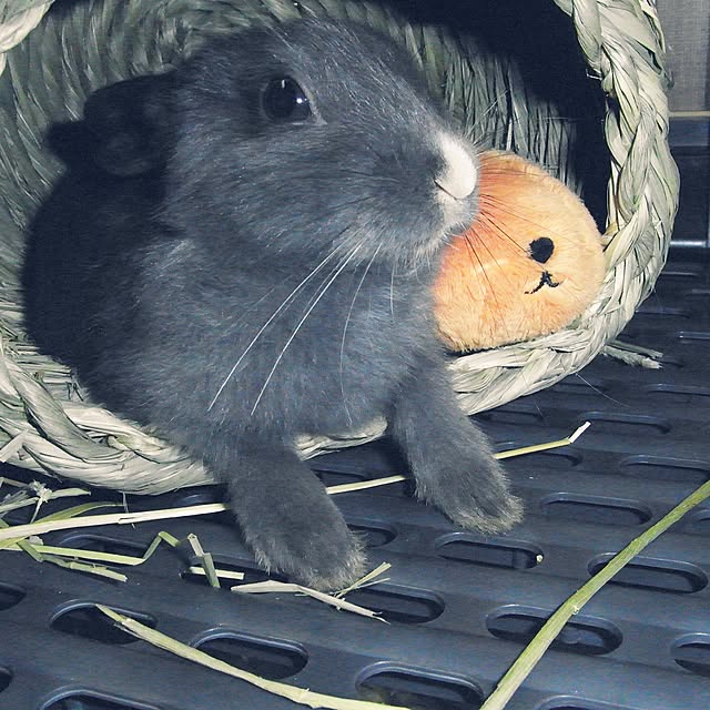 meeeeeeeeeiさんの実例写真