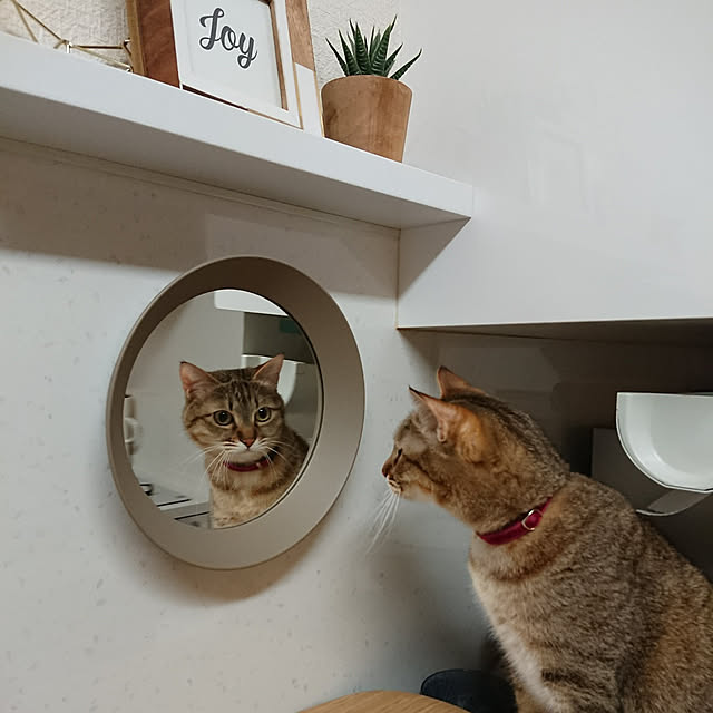 壁/天井/ねこのいる生活/ねこ/猫/IKEA...などのインテリア実例 - 2021-06-25 12:29:33