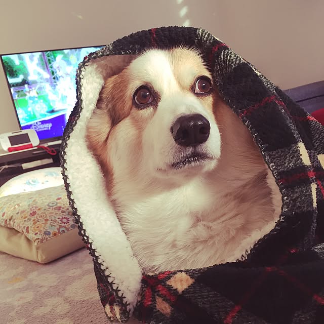 bu22さんの実例写真