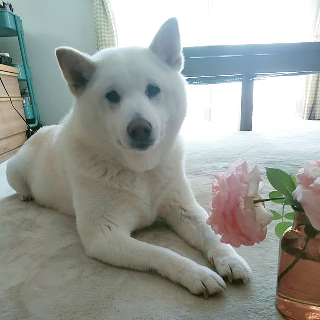 yukinkoさんの実例写真