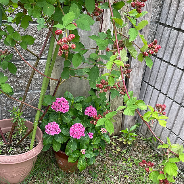 micaさんの実例写真