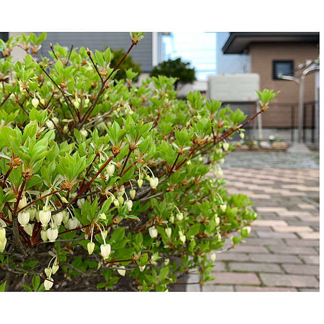 naojinさんの実例写真