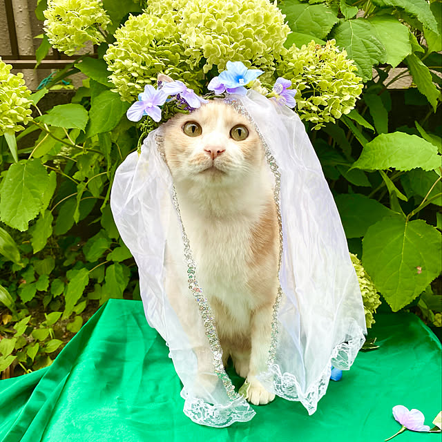 ike2910さんの実例写真