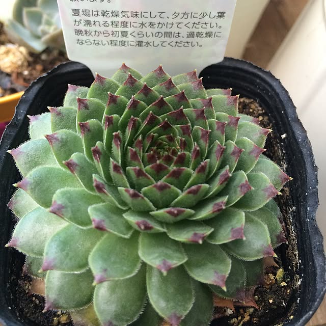 mayuyuさんの実例写真