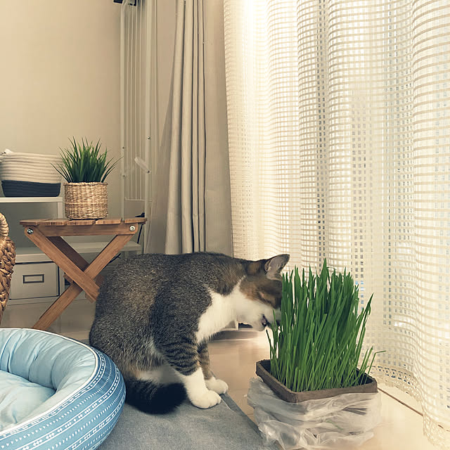nekomiさんの実例写真