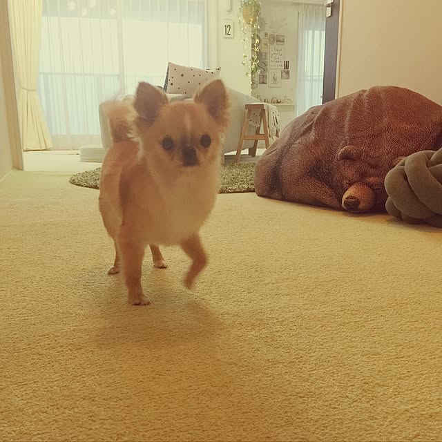 haruhinaさんの実例写真