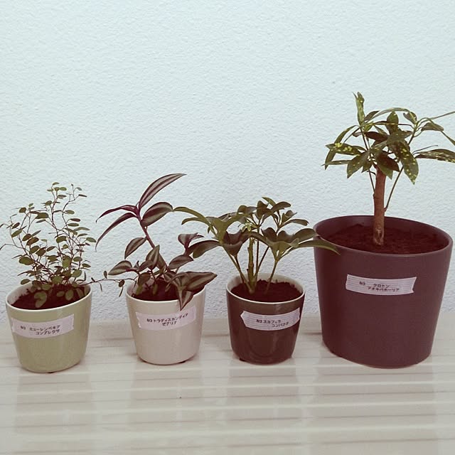 棚/植物のインテリア実例 - 2013-08-04 10:53:09