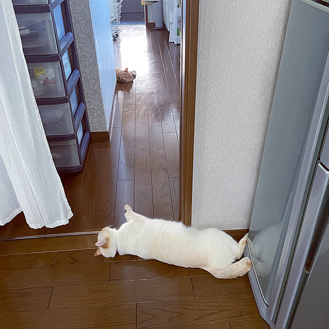 himetanさんの実例写真