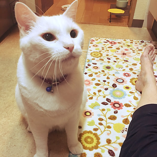 tekokaasanさんの実例写真