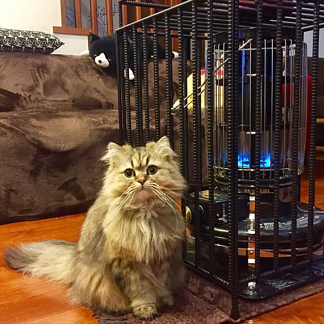 butachanさんの実例写真