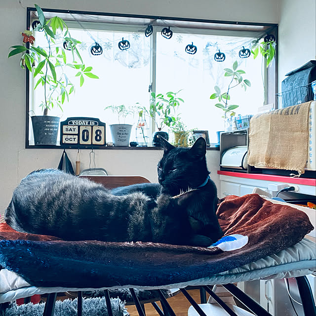 eregonさんの実例写真