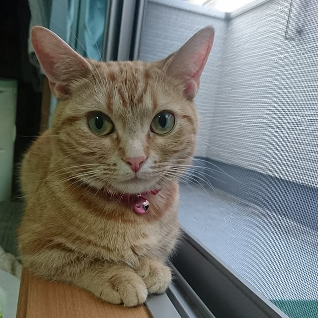 shinobuさんの実例写真