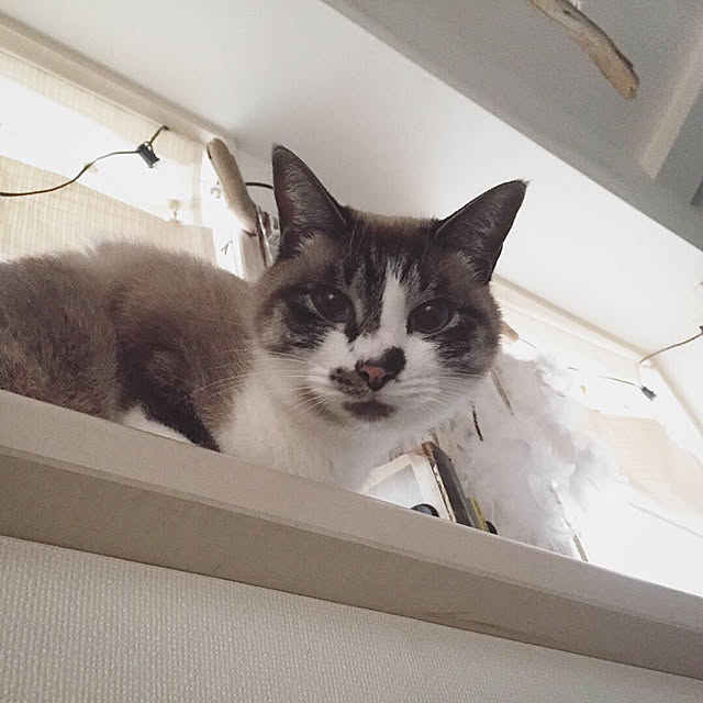 bowbowcoさんの実例写真