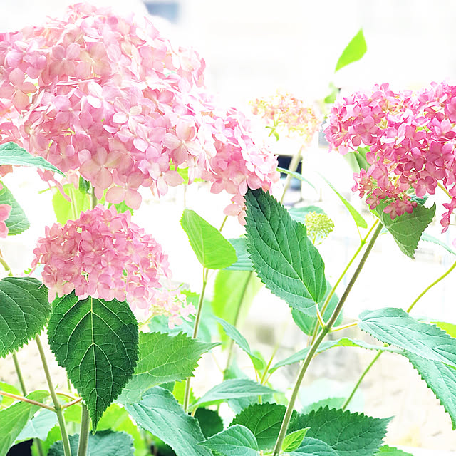 mockさんの実例写真