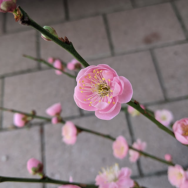kouheiyuto24623takaさんの実例写真