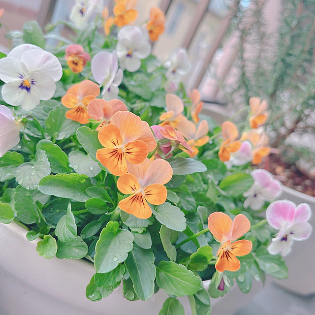 Llatte-usaさんの実例写真