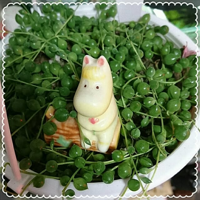 yuyuさんの実例写真