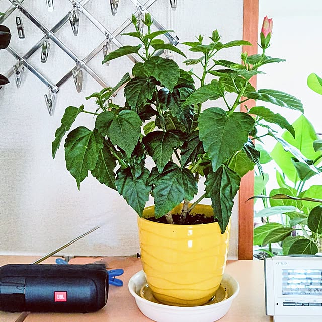 hanachanさんの部屋