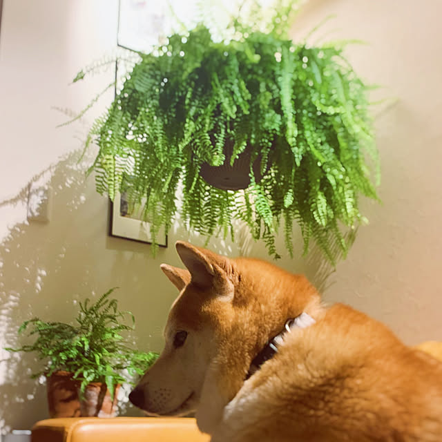 Asaさんの実例写真