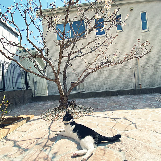 moolさんの実例写真