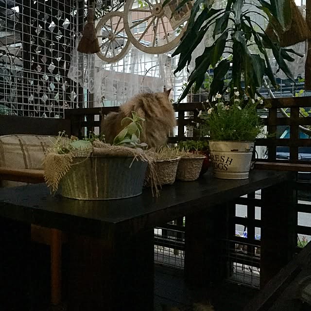 butachanさんの実例写真