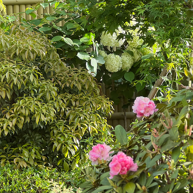 mamizaさんの実例写真