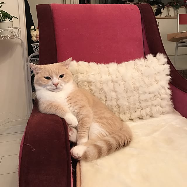 ayakona114さんの実例写真