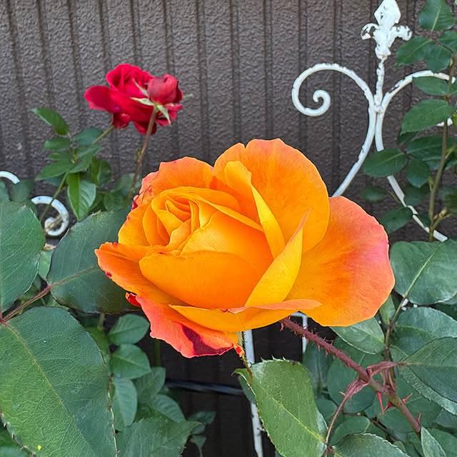 RoseLife5818さんの部屋