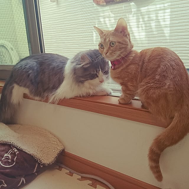 shinobuさんの実例写真
