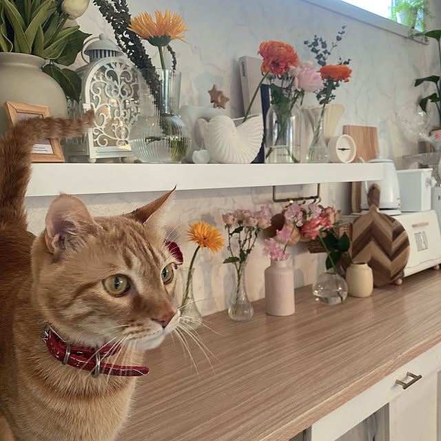 mii_home_39さんの実例写真