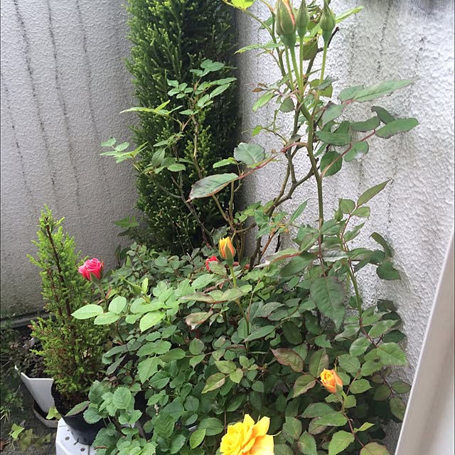 mayuさんの実例写真