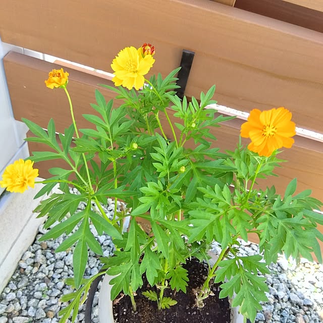 yukkoさんの実例写真