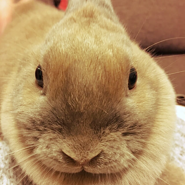 miyonさんの実例写真