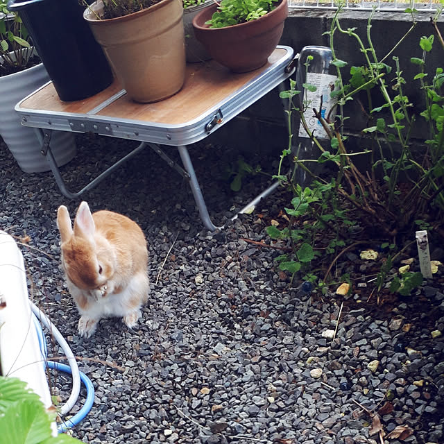 aiさんの実例写真