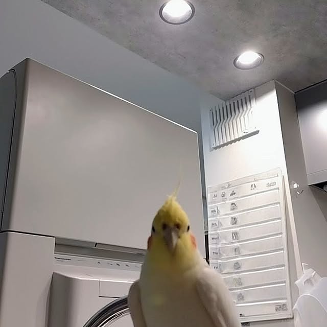 toratanさんの実例写真