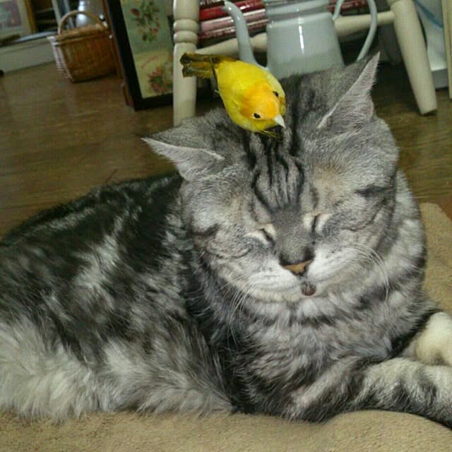 showさんの実例写真