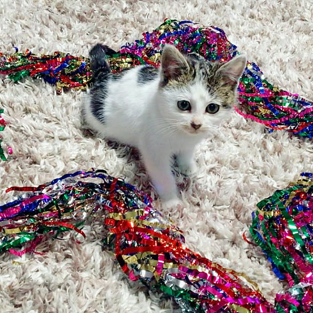akikoさんの実例写真