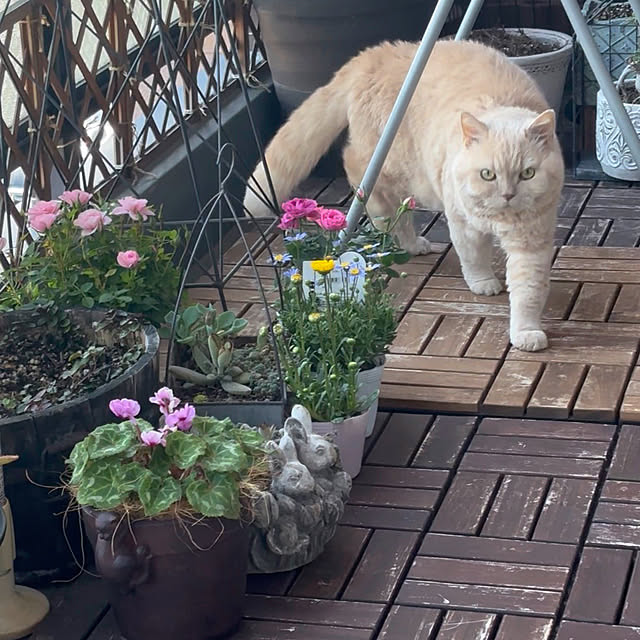 naokoさんの部屋