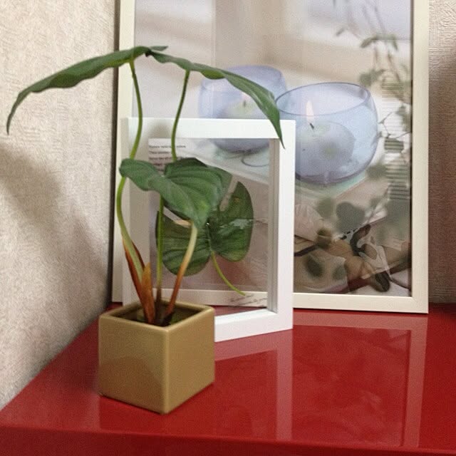 fumyさんの実例写真