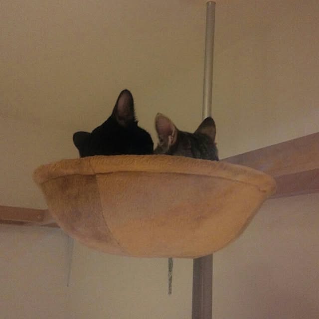 Gomaさんの実例写真