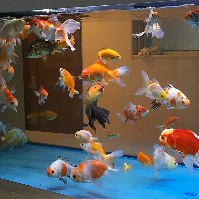 chieさんの実例写真