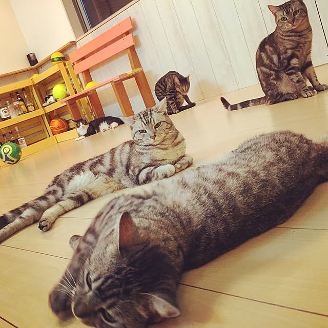 YUCHIさんの実例写真