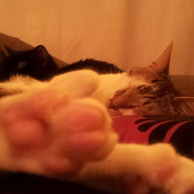 miotsuki1217さんの実例写真