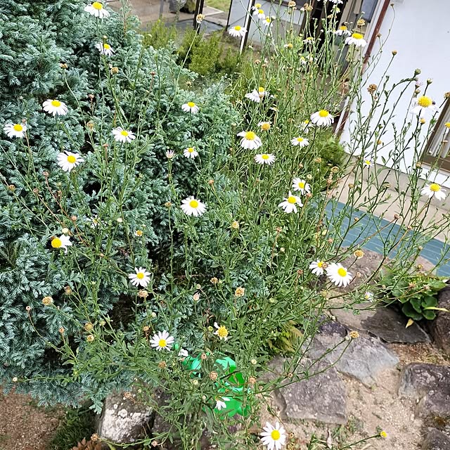 sumimarumiさんの部屋