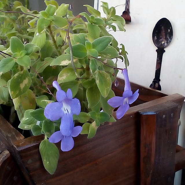 mariagardenさんの実例写真