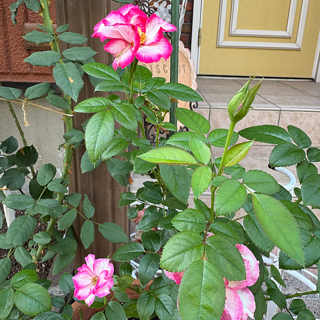 RoseLife5818さんの部屋
