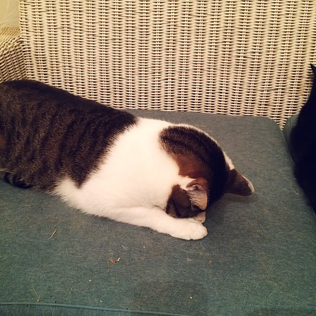 makiさんの実例写真