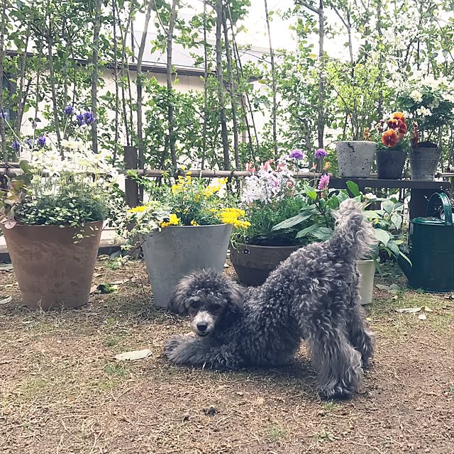 kuuさんの実例写真