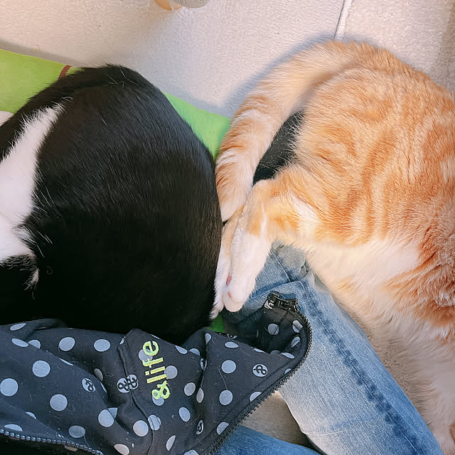 moolさんの実例写真