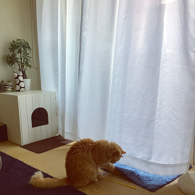 Ryokoさんの実例写真